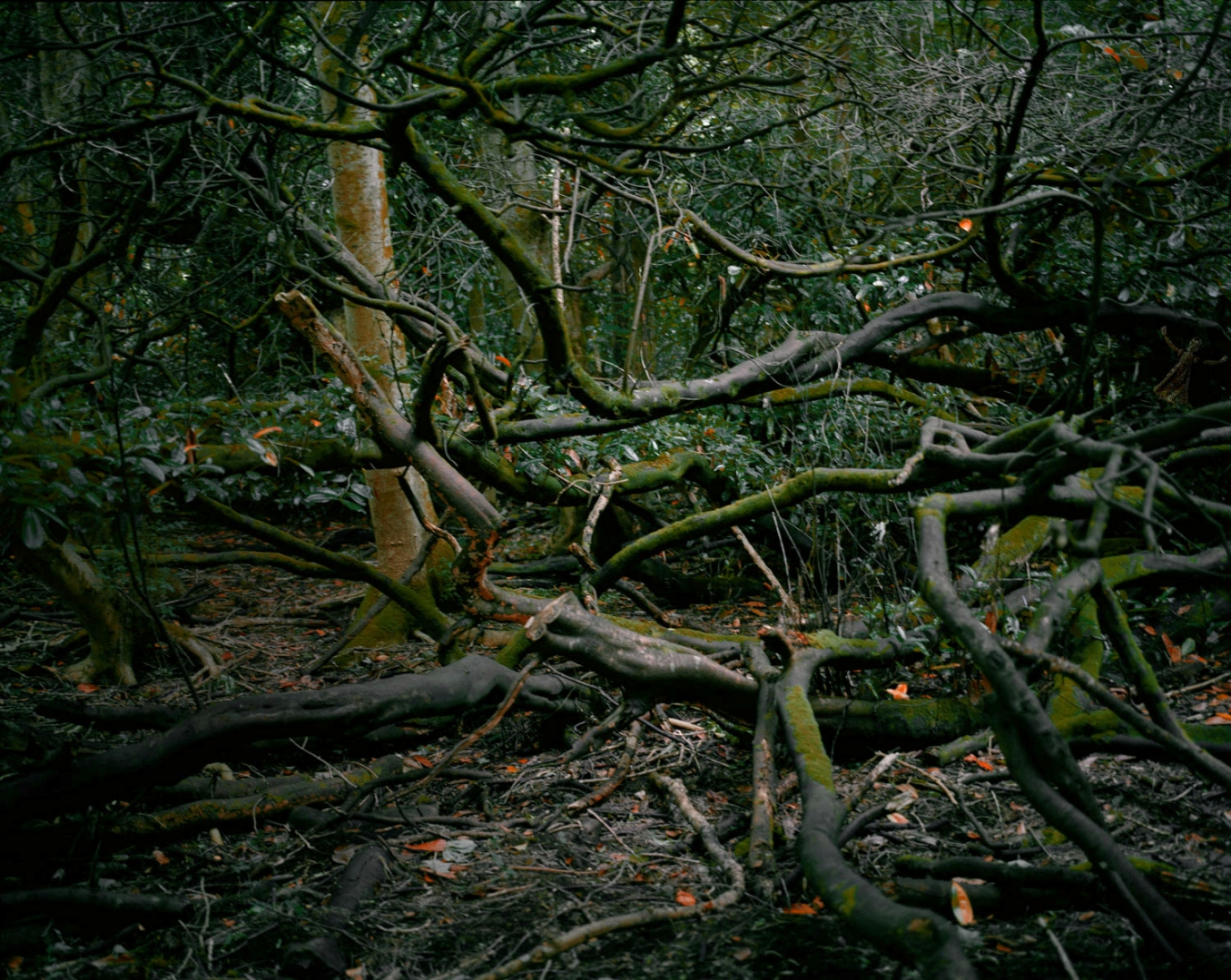 La Foret des Fées