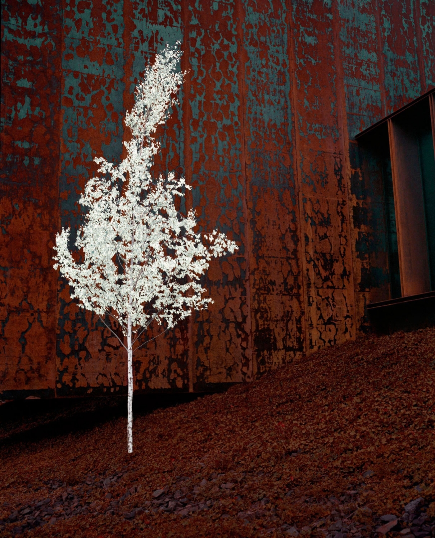 Wisdom Tree