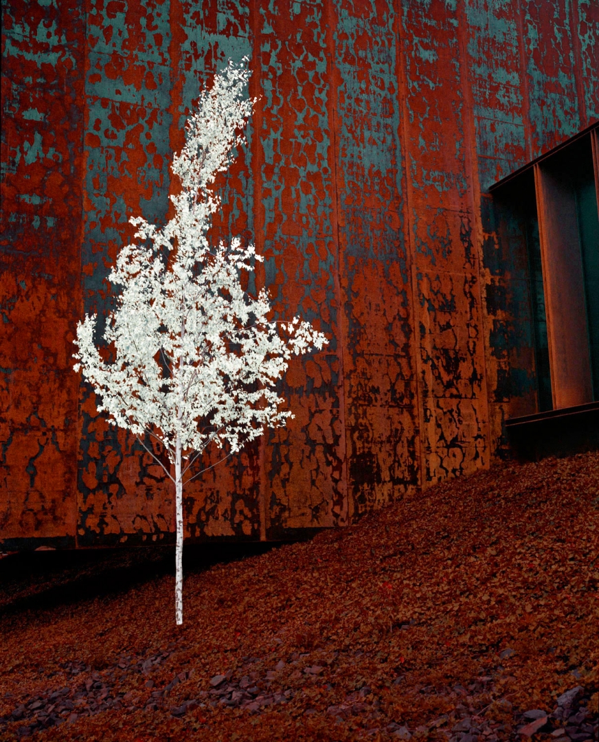 L'arbre de sagesse