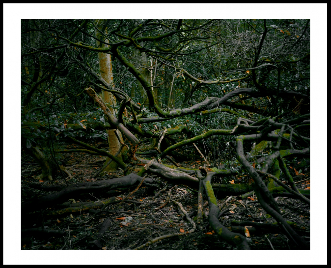 La forêt des fées