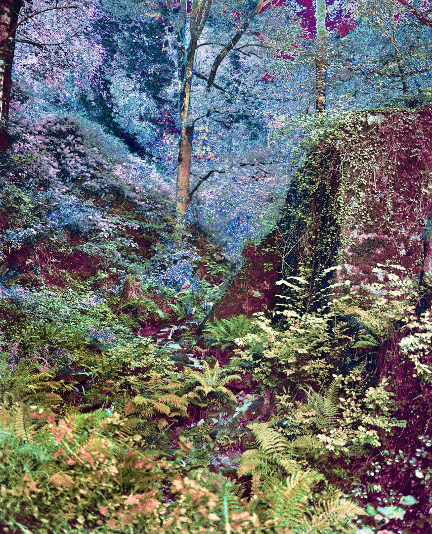 La forêt enchantée