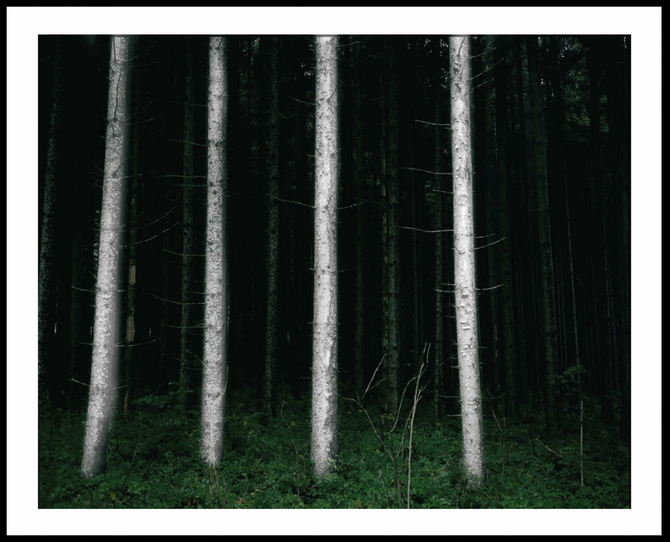 La forêt obscure