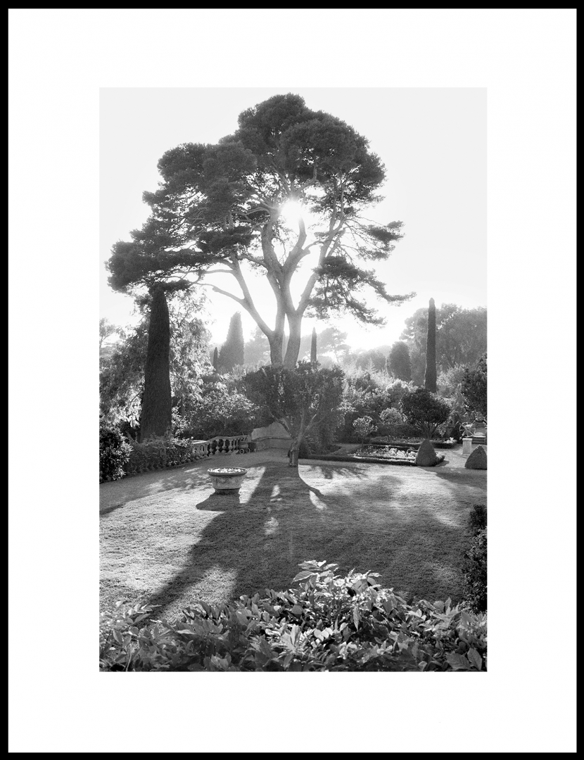 The tree of life