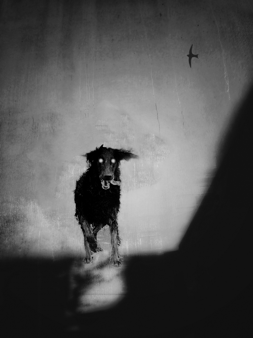 Le chien des Baskerville