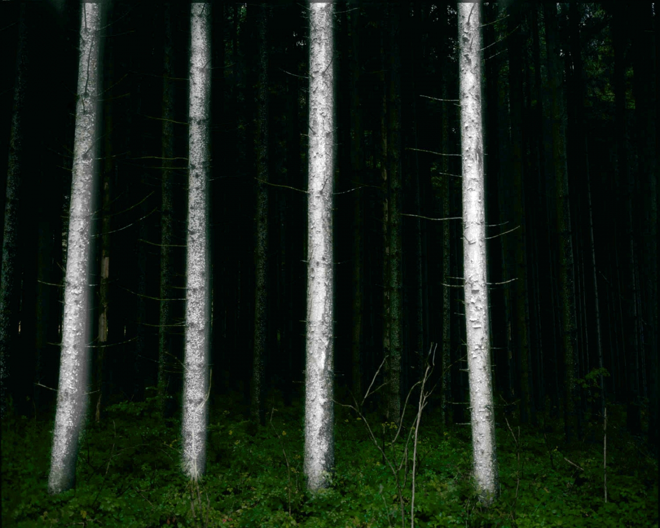 La forêt obscure