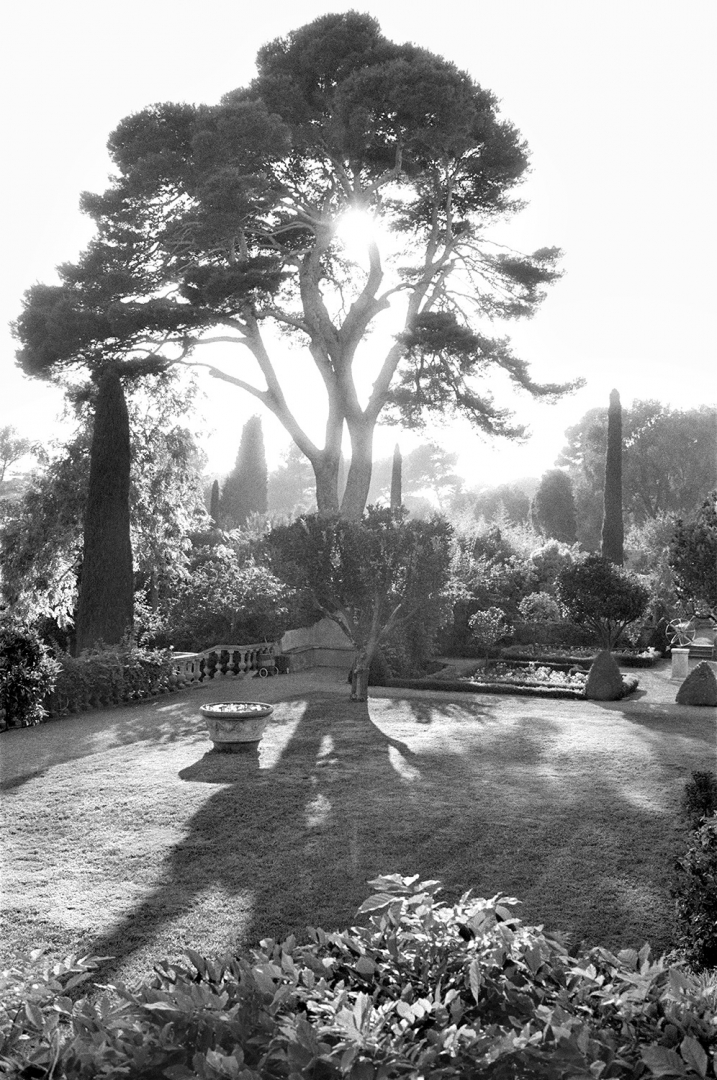 The tree of life